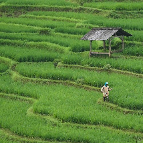 rice-field-7890204_1280 rice-field-7890204_1280